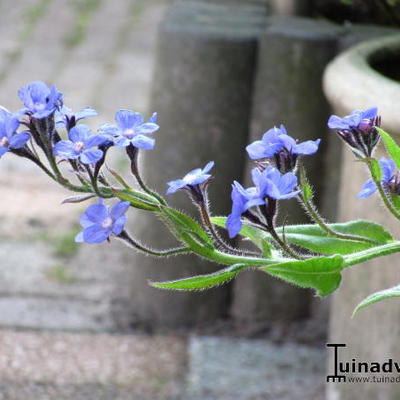 Ossetong - Anchusa azurea 'Loddon Royalist'