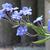 Anchusa azurea 'Loddon Royalist'