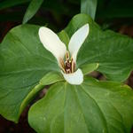 Trillium chloropetalum 'Alba'  - Drieblad, Boslelie