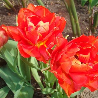 Tulipa 'Abba'