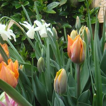 Tulipa 'Prinses Irene'