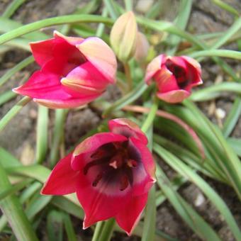 Tulipa 'Little Beauty'