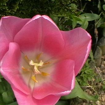 Tulipa 'Mistress'