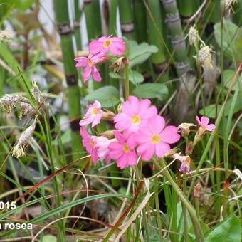 Primula rosea