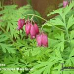 Dicentra formosa 'Bacchanal' - Gebroken hartje