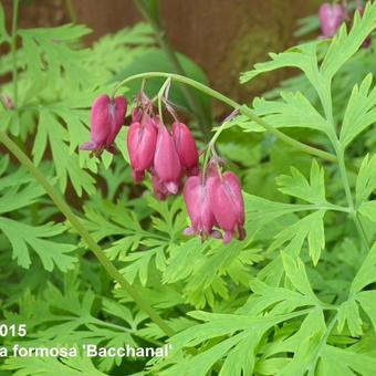 Dicentra formosa 'Bacchanal'