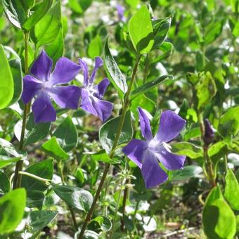 Vinca major