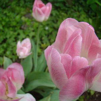 Tulipa 'Finola'