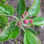 Malus domestica 'Ecolette' - Appel