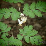 Dicentra cucullaria 'Pittsburg' - Gebroken hartje