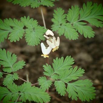 Dicentra cucullaria 'Pittsburg'