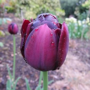 Tulipa 'Queen Of Night'