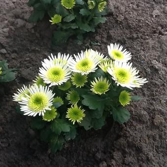 Chrysanthemum coronarium