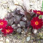 Primula vulgaris 'Innisfree' - Sleutelbloem, Stengelloze sleutelbloem