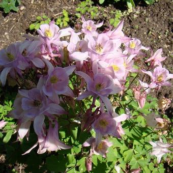 Epimedium grandiflorum 'Lilafee'