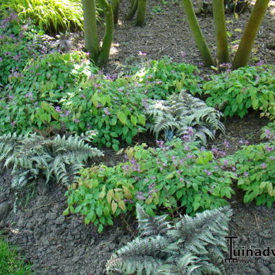 Elfenbloem - Epimedium grandiflorum 'Lilafee'