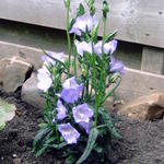 Campanula persicifolia ‘TAKION Blue’ - Klokjesbloem