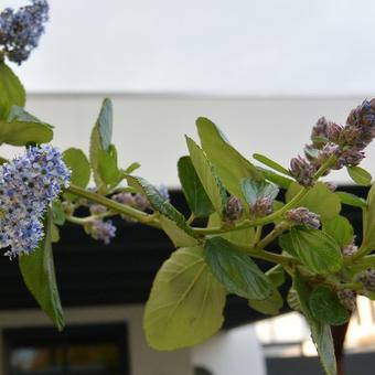 Ceanothus arboreus 'Trewithen Blue'