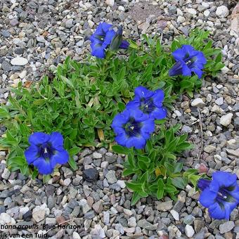 Gentiana acaulis 'Blue Horizon'