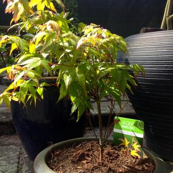 Acer palmatum 'Mapi-no-machi hime'