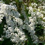 Spiraea x cinerea - Spierstruik