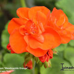 Pelargonium 'Meadowside Orange' - Geranium