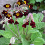 Primula veris red-flowered - Sleutelbloem