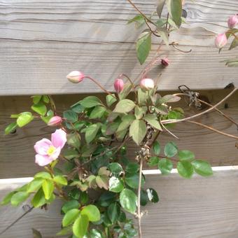 Clematis montana var. rubens