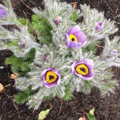 Wildemanskruid - Pulsatilla vulgaris