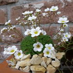 Saxifraga pubescens - Steenbreek