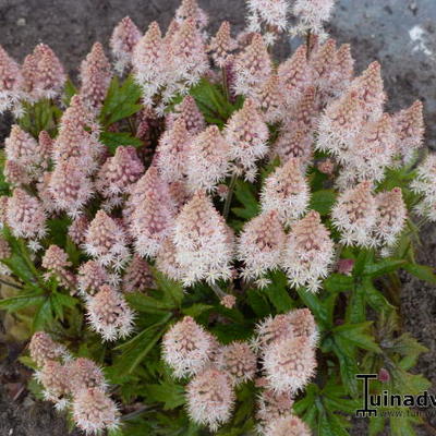 Schuimbloem/Perzische muts - Tiarella 'Pink Skyrocket'