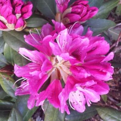 Rododendron - Rhododendron 'Cosmopolitan