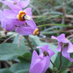 Dodecatheon jeffreyi - Twaalfgodenkruid