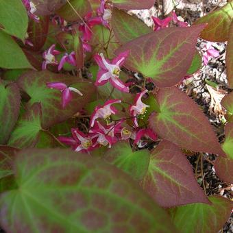 Epimedium x rubrum