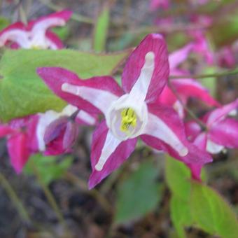 Epimedium x rubrum