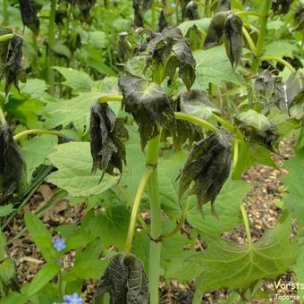 Kirengeshoma palmata