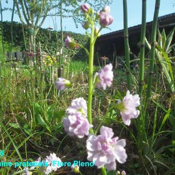 Cardamine pratensis 'Flore Pleno'