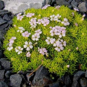 Silene acaulis 'Francis'