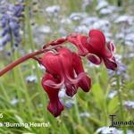 Dicentra 'Burning Hearts' - Gebroken hartje