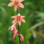 Chasmanthe aethiopica  - Afrikaanse vlag, Cobralelie