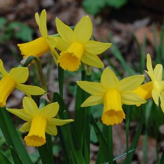 Narcissus 'Tête à tête'