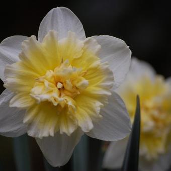 Narcissus 'Ice King'