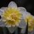 Narcissus 'Ice King'