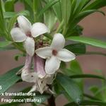 Daphne x transatlantica 'Eternal Fragrance' - Peperboompje - Daphne x transatlantica 'Eternal Fragrance'