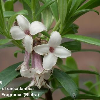 Daphne x transatlantica 'Eternal Fragrance'