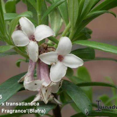 Daphne x transatlantica 'Eternal Fragrance' - Peperboompje