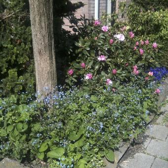 Brunnera macrophylla