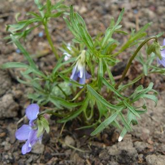 Viola pedatifida