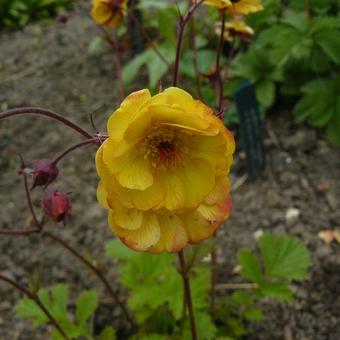 Geum COCKTAIL 'Tequila Sunrise'