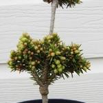 Picea abies ´Pavlica´ - Fijnspar